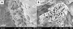 Lead and cadmium remediation using magnetized and nonmagnetized biochar from Douglas fir